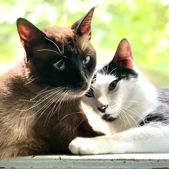 Kitty Kisses from Koda - Picture 8 of 8